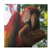 Scarlet Macaw Parrot Eating Toast Fliese (Vorderseite)