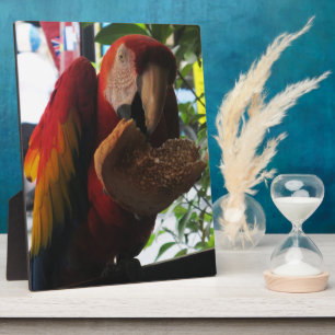 Scarlet Macaw Parrot Eating Toast Fotoplatte