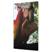 Scarlet Macaw Parrot Eating Toast Klemmbrett (Links)