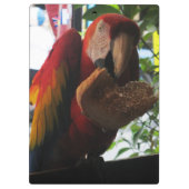 Scarlet Macaw Parrot Eating Toast Klemmbrett (Rückseite)