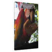 Scarlet Macaw Parrot Eating Toast Klemmbrett (Rechts)