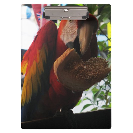 Scarlet Macaw Parrot Eating Toast Klemmbrett (Vorderseite)