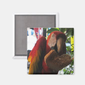 Scarlet Macaw Parrot Eating Toast Magnet (Vorderseite/Rückseite)