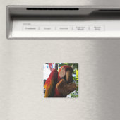 Scarlet Macaw Parrot Eating Toast Magnet (In Situ (Geschirrspüler))