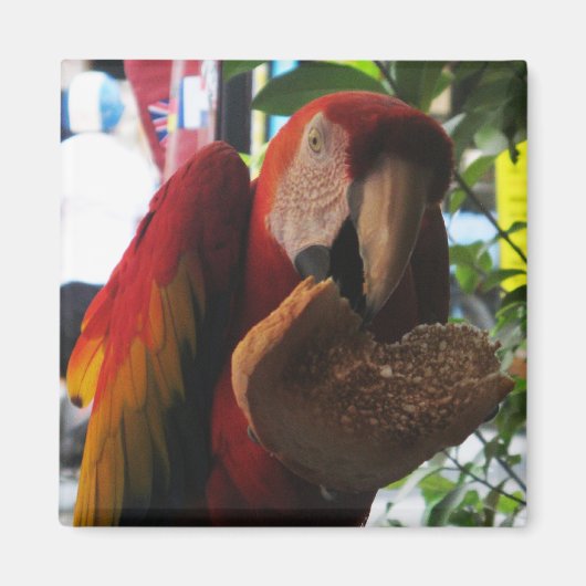 Scarlet Macaw Parrot Eating Toast Magnet (Vorne)