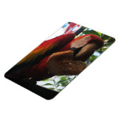 Scarlet Macaw Parrot Eating Toast Magnet (Linke Seite)