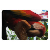 Scarlet Macaw Parrot Eating Toast Magnet (Horizontal)