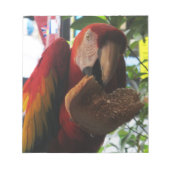 Scarlet Macaw Parrot Eating Toast Notizblock (Vorderseite)