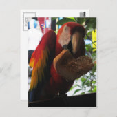 Scarlet Macaw Parrot Eating Toast Postkarte (Vorne/Hinten)