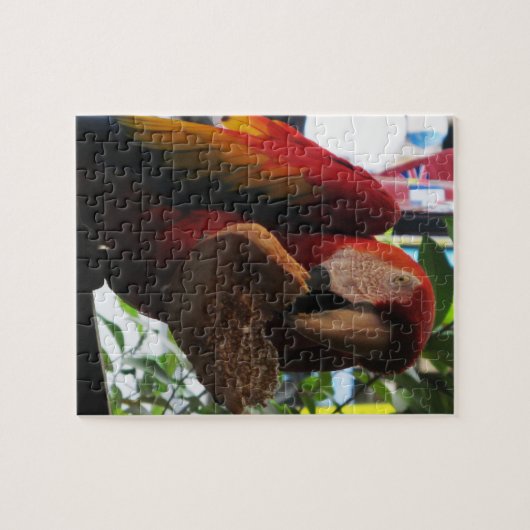 Scarlet Macaw Parrot Eating Toast Puzzle (Horizontal)