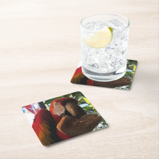 Scarlet Macaw Parrot Eating Toast Rechteckiger Pappuntersetzer (Vor Ort)