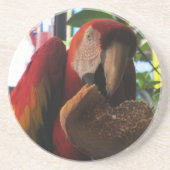 Scarlet Macaw Parrot Eating Toast Sandstein Untersetzer (Vorne)