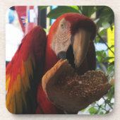 Scarlet Macaw Parrot Eating Toast Untersetzer (Vorderseite)