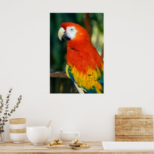 Scarlet Macaw Poster (Küche)