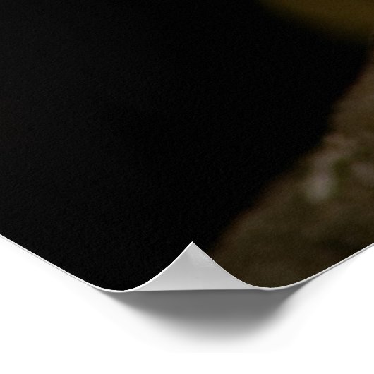 Scarlet Macaw Poster (Ecke)