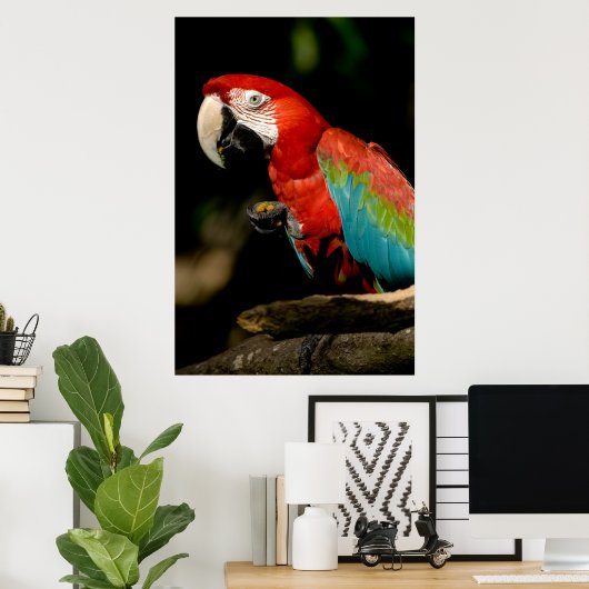 Scarlet Macaw Poster (Heimbüro)