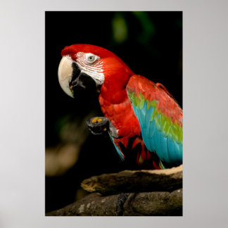 Scarlet Macaw Poster