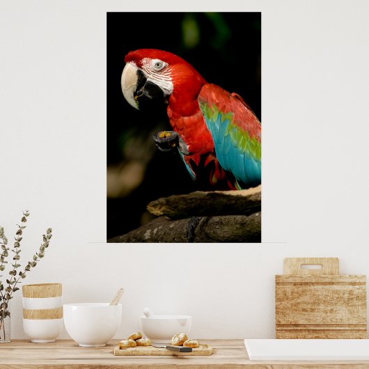 Scarlet Macaw Poster (Küche)