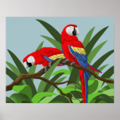 Scarlet Macaw Poster (Vorne)