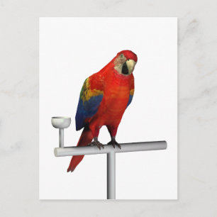 Scarlet Macaw Postkarte