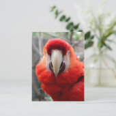 Scarlet Macaw Postkarte (Stehend Vorderseite)