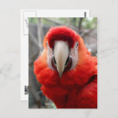 Scarlet Macaw Postkarte (Vorne/Hinten)