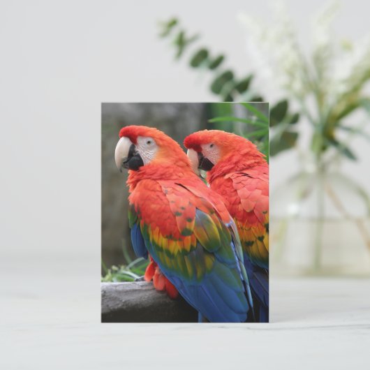 Scarlet Macaw Postkarte (Stehend Vorderseite)