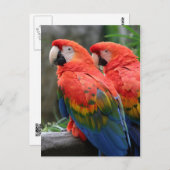 Scarlet Macaw Postkarte (Vorne/Hinten)