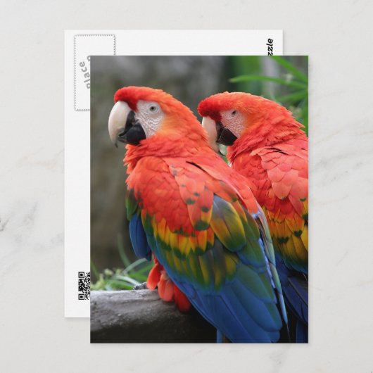 Scarlet Macaw Postkarte (Vorne/Hinten)