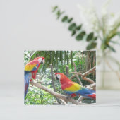Scarlet Macaw Postkarte (Stehend Vorderseite)