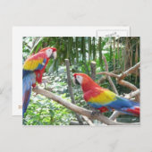 Scarlet Macaw Postkarte (Vorne/Hinten)
