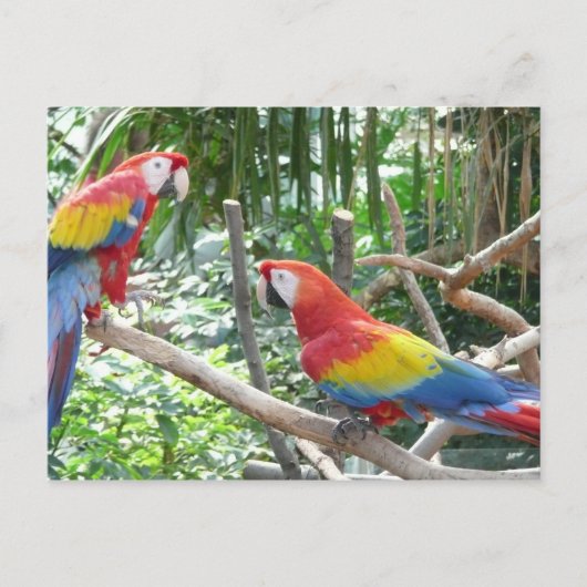 Scarlet Macaw Postkarte (Vorderseite)