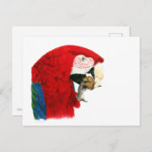 Scarlet Macaw Postkarte (Vorne/Hinten)