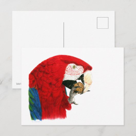 Scarlet Macaw Postkarte (Vorne/Hinten)