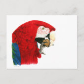 Scarlet Macaw Postkarte (Vorderseite)