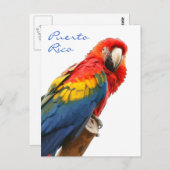 Scarlet Macaw Puerto Rico Postcard Postkarte (Vorne/Hinten)
