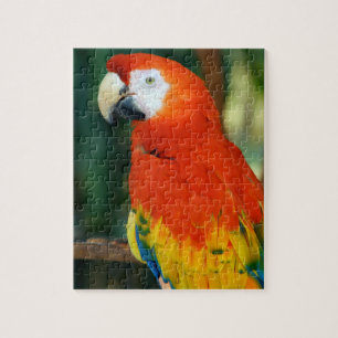 Scarlet Macaw Puzzle