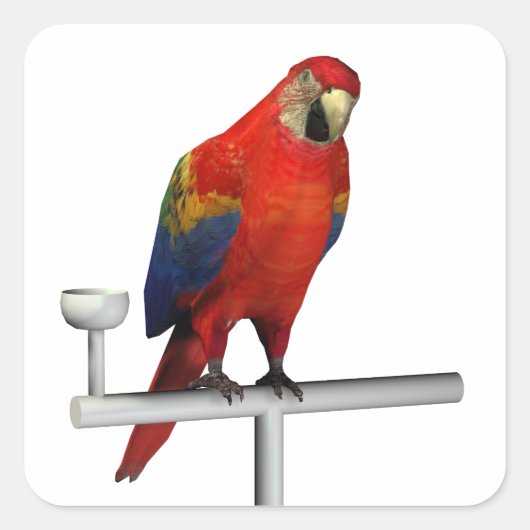 Scarlet Macaw Quadratischer Aufkleber (Vorderseite)