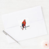 Scarlet Macaw Quadratischer Aufkleber (Umschlag)