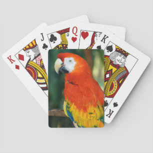 Scarlet Macaw Spielkarten