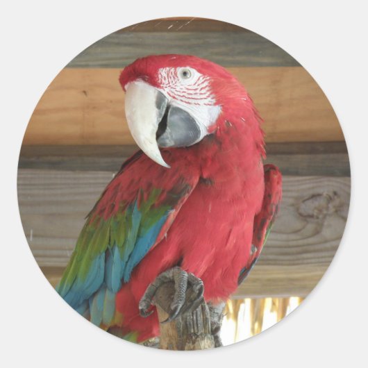 Scarlet Macaw Sticker (Vorderseite)