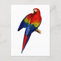 Scarlet Macaw tropischen farbenfrohen Regenwald Bi