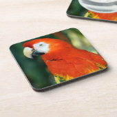 Scarlet Macaw Untersetzer (Linke Seite)