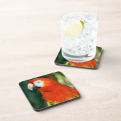 Scarlet Macaw Untersetzer (Rechte Seite)