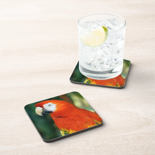 Scarlet Macaw Untersetzer (Rechte Seite)
