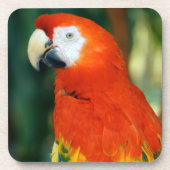 Scarlet Macaw Untersetzer (Vorderseite)