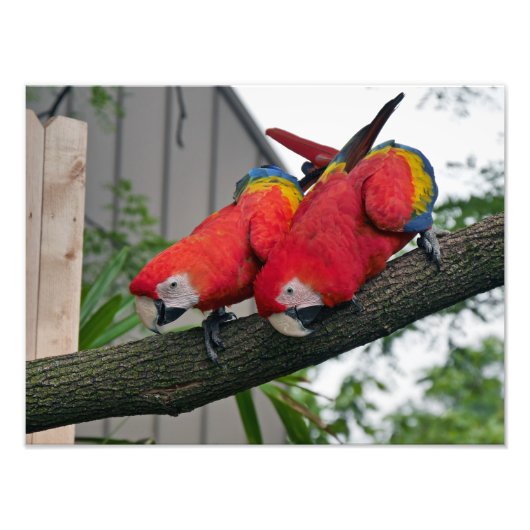Scarlet Macaws Fotodruck (Vorne)