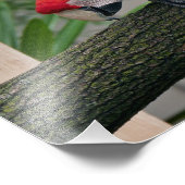 Scarlet Macaws Fotodruck (Ecke)