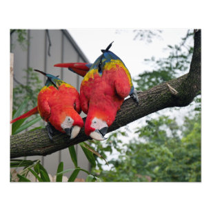 Scarlet Macaws II Fotodruck
