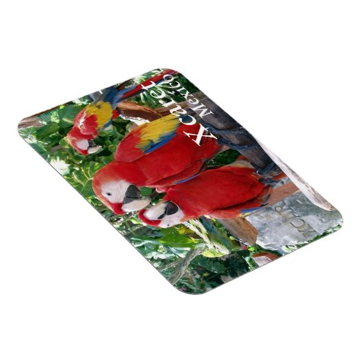Scarlet Macaws Magnet (Rechte Seite)